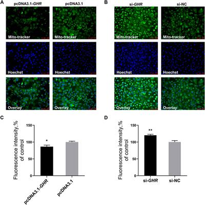 Growth Hormone Receptor Controls Adipogenic Differentiation of Chicken Bone Marrow Mesenchymal Stem Cells by Affecting Mitochondrial Biogenesis and Mitochondrial Function